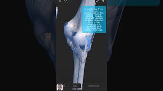 Visual Anatomy 3D  Facts about the Anterolateral ligament of knee [upl. by Rednasela63]