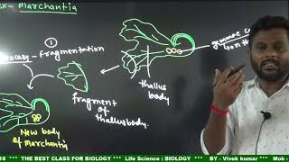 Plant  Bryophytes  liverworts Reproductionbiology  class 11 [upl. by Guerra]