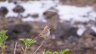 Woodchat Shrike juv  Barns Ness  Lothian  Scotland  170918 [upl. by Atwater]