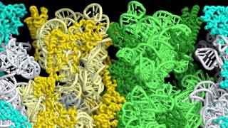 Mechanism of RMFmediated Dimerization of 70S Ribosomes into 100S Particles [upl. by Mignon33]