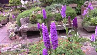 Bulb Log Video Diary Supplement  Dactylorhiza and Meconopsis [upl. by Laefar]