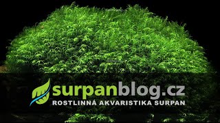 Fissidens fontanus  Phoenix moss  Krondlovka vodní  Akvarijní rostliny  SURPANcz [upl. by Adiahs]