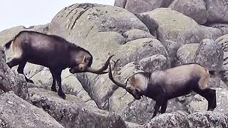 Cabras en La Pedriza [upl. by Esadnac]