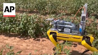 How a robotic dog that fire blasts weeds could help curb pesticide use in agriculture [upl. by Euqram940]