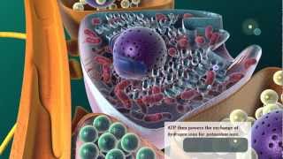 Parietal Cell Gastric Acid Production [upl. by Demodena]