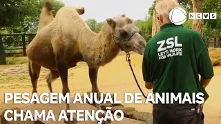 Pesagem de animais chama atenção em zoológico de Londres [upl. by Fawnia]