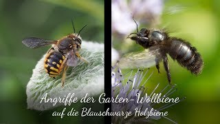 Angriffe der GartenWollbiene auf die Blauschwarze Holzbiene [upl. by Sremmus]