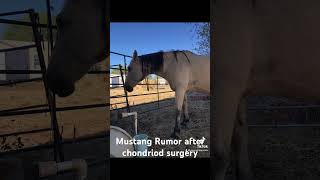 Rumor Mustang mare after chondroid surgery [upl. by Neffets]