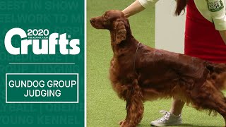 Gundog Group Judging  Crufts 2020 [upl. by Noyahs881]