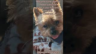 Yorkie photo fun shorts yorkie fun pets dog [upl. by Elo]