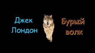 Джек Лондон quotБурый волкquot аудиокнига Jack London quotThe Brown Wolfquot audiobook [upl. by Lisetta303]