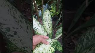 Dieffenbachia VESUVIUS [upl. by Odin]