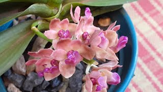 Rhynchostylis Gigantea Orange [upl. by Sivad194]