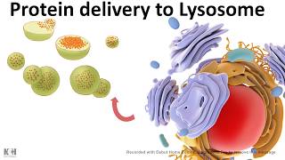 Protein trafficking to lysosome [upl. by Oisor]