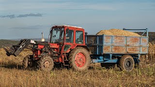 Silózás 2023 2x MTZ 82 Caseih Magnum 7220 Claas Jaguar 850 CornMais Silage [upl. by Utas77]