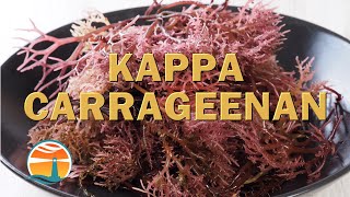 Kappa Carrageenan  The Natural Thickener Stabilizer amp Gelling Agent [upl. by Notwal]