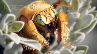 Stop Thief Carpenter Bees are Notorious Nectar Robbers  Deep Look [upl. by Adnaw]