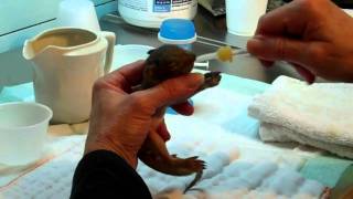 How to rehydrate a baby squirrel [upl. by Mick649]