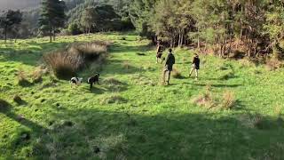 Young boar hunting nz [upl. by Ariew]