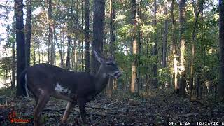 Piebald Whitetail Deer Video  N1 Outdoors [upl. by Juditha]