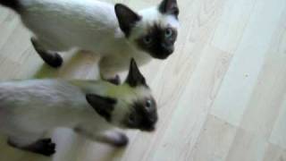 Talking Siamese kittens  SUPER CUTE [upl. by Lubeck]