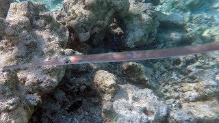 Cornetfish Encounter [upl. by Nigle681]