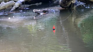 INSANE SUMMER STEELHEAD BOBBER DOWNS  Tiny Creek Skamania Float Fishing [upl. by Maison]