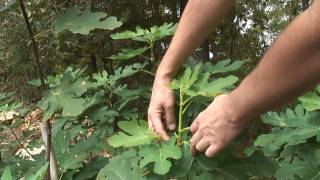 Fig Tree Propagation  Part 2 [upl. by Nnarual]