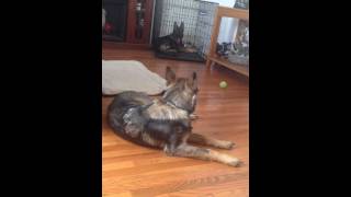 Hip Dysplasia German Shepherd Our Sadie [upl. by Adnilra528]