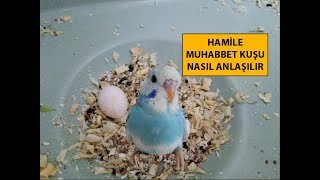 Hamile Muhabbet Kuşu Nasıl Anlaşılır [upl. by Ahsener]