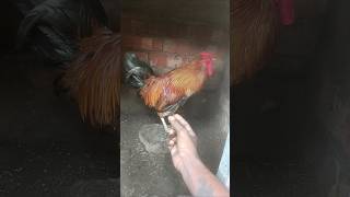 Mi fighter chicken rooster fighter chicken [upl. by Fran]