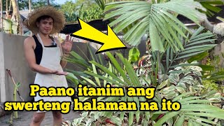 HOW TO PLANT A PALMERA  PAANO ITANIM ANG PALMERA DERETSO SA LUPA [upl. by Pinette]