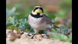 Shorelarks [upl. by Noelani441]