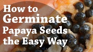 How To Germinate Papaya Seeds the Easy Way TCEG Episode 2 [upl. by Artinad]