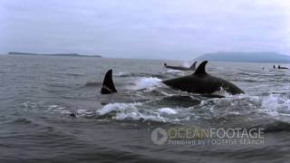 Ocean Footage Orcas in the wild [upl. by Aciras372]