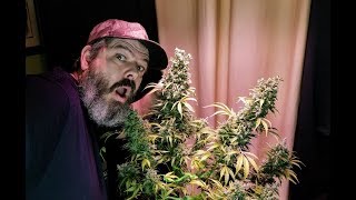 Massive AVT Autoflower Harvest With An Inside Look At Foxtails [upl. by Desirea]