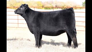 Lot 4 VanVorhis Show Cattle The Next Episode Sale 2024 [upl. by Ahsinauj]