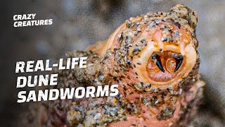 8 Animals That Are Reallife Dune Sandworms [upl. by Benis110]