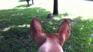 Podenco Canario chasing a rabbit Podenco Mami playing [upl. by Geirk]