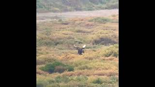 Monsters are real 🙀 moose hunting alaska [upl. by Yenttihw]