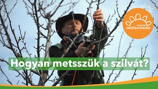 Szilva metszése tavasszal  Két klasszikus irányzat  MMG [upl. by Merissa]