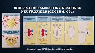 Review of Immune System [upl. by Chrysler]