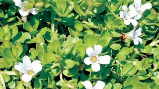 فوائد عشبة الباكوبا  Benefits of Bacopa [upl. by Mel]