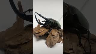 Chalcosoma caucasus กว่างสามเขาจันทร์ [upl. by Mendoza]