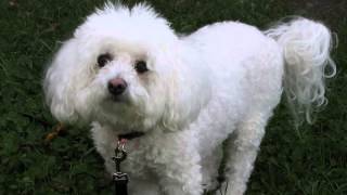 How to stop bichon frise barking Finally [upl. by Lorna545]