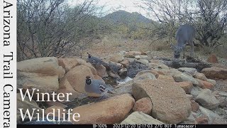 Winter water hole wildlife watch [upl. by Hussey384]