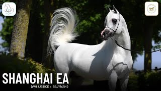 💫SHANGHAI EA 💫1st at Dubai International Arabian Horse Championship 2022 Stallions [upl. by Iam]