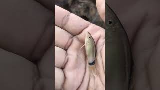 Ikan Super Rare Skunk Loach aka Yasuhikotakia Morleti Di Sungai Pahang [upl. by Merrielle]