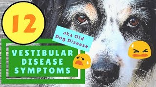 12 Vestibular Disease Symptoms Old Dog Disease [upl. by Boccaj]