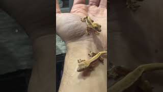 Extreme Harlequin Lilly White Crested Gecko Hatchlings  Reptile Breeding  Terrarium Station [upl. by Nawiat]